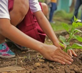 Little Green Thumbs