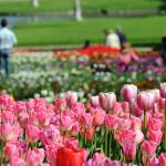 Garden Tour